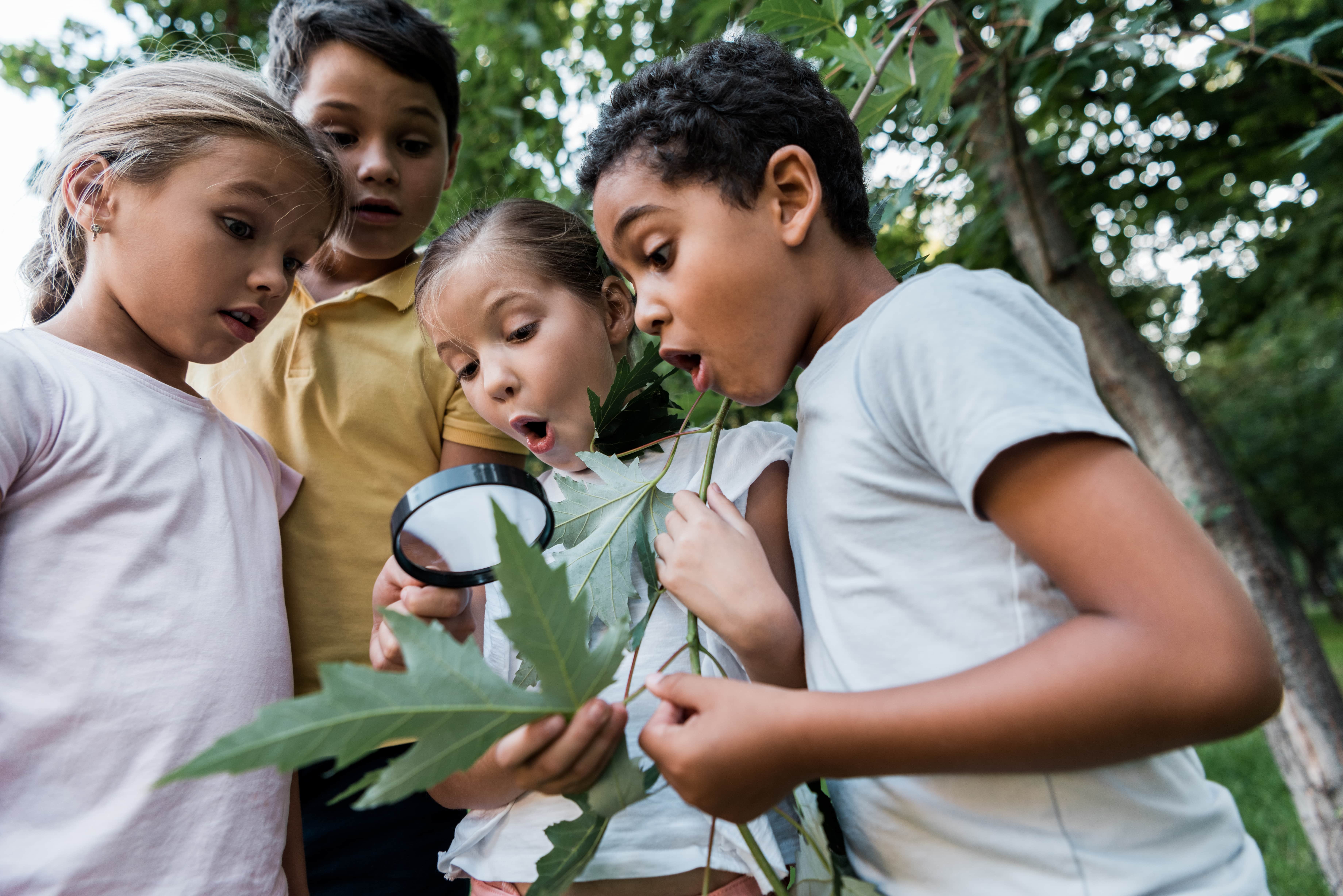A group of four children looking at a leaf with a magnifying glass and enjoying learning about math in nature. 
